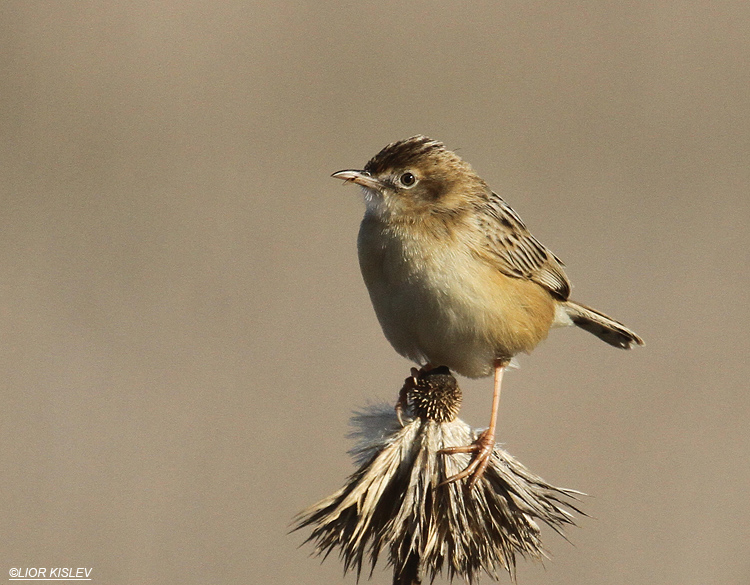 Zitting Cisticola  Cisticola juncidis Tel Juchader,Golan . Israel , December   2011  Lior Kislev